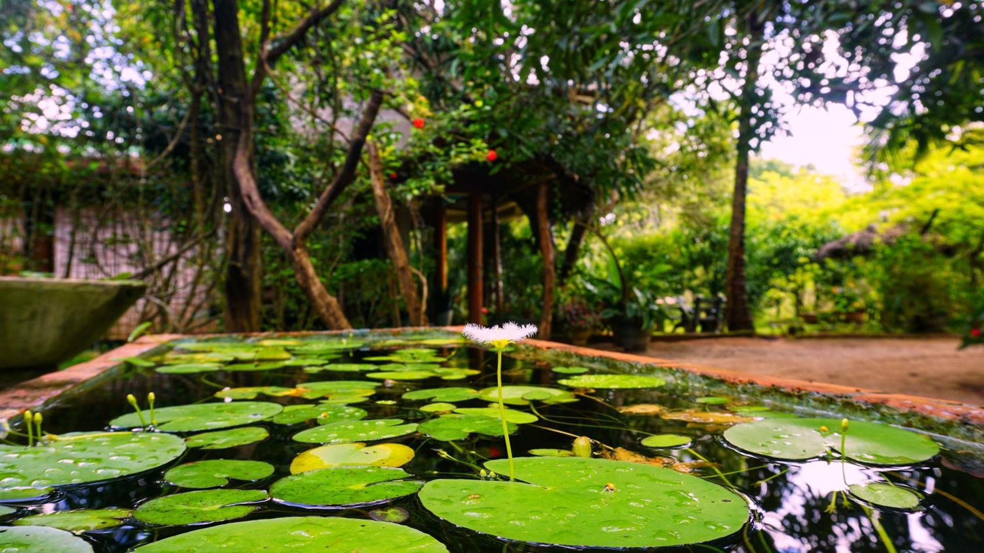 Sigiri Dilu Villa Sigiriya Exteriör bild